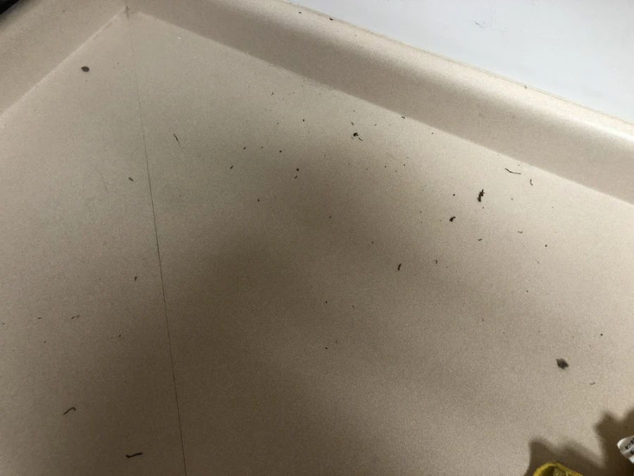 Home Cleaner in Ankeny, IA